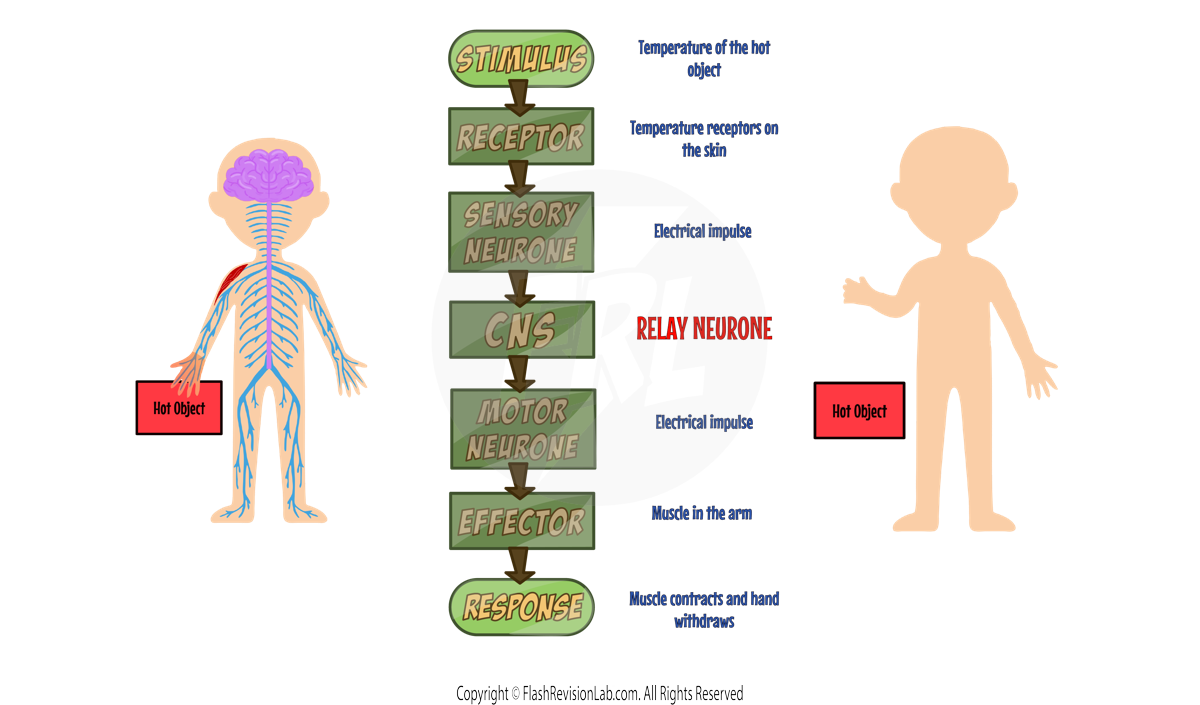 Reflex Responses